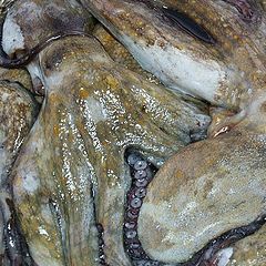 photo "Octopus meeting"