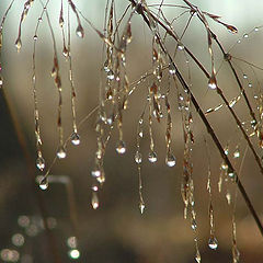 photo "Morning drops"