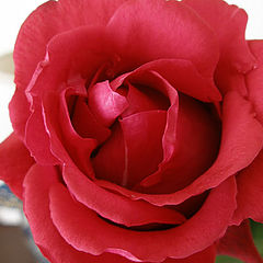 photo "Rose"
