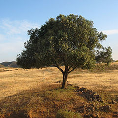 фото "Tree"