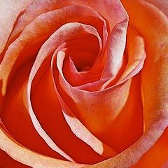 photo "Peach Rose"