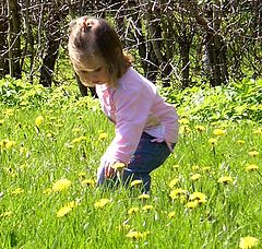 photo "Dandelion"