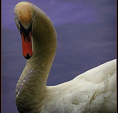 photo "the swan"