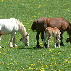 фото "family Horse"