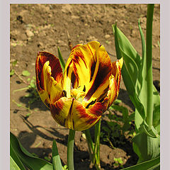 photo "Tulips"