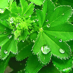 photo "Trace of the rain."