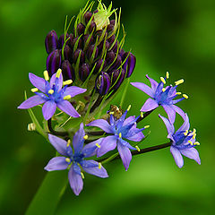 photo "Purple Buds"