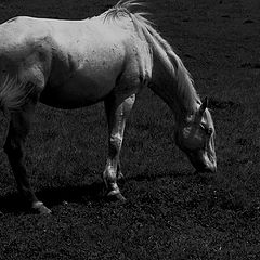 photo "The Horse"