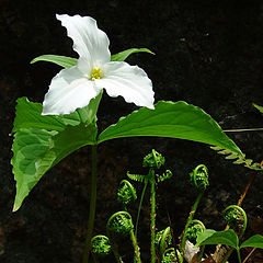 photo "Trillium"