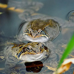 фото "frogs"