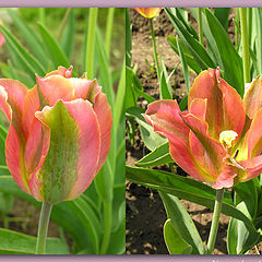 photo "Tulips"