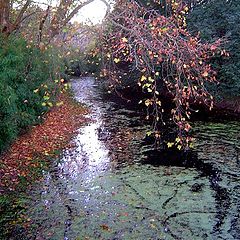 photo "autumn at the stream..."