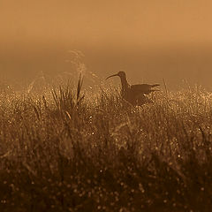 photo "Once in a morning"