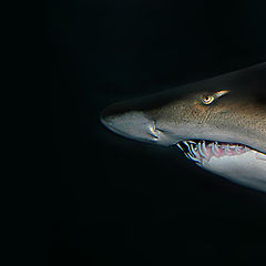 photo "Shark. SOUTH AFRICA"