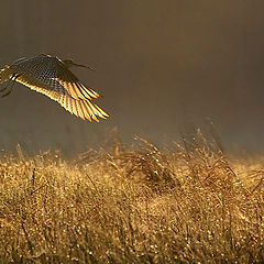 фото "Once in a morning 2"