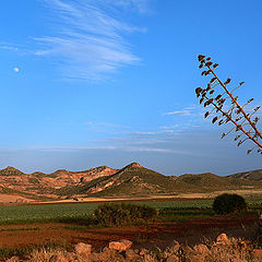 фото "Plantation in the desert."