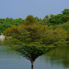 photo "Growing in the river"