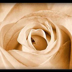 photo "Rustic Rose"