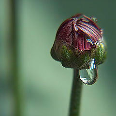 photo "tear"