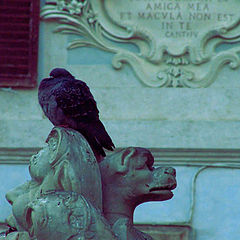 photo "Dove from Rome 2"