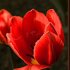 photo "Webbed tulip"