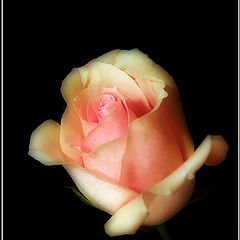фото "Запотевший вгляд на ночную розу"
