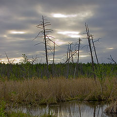 photo "swamp before the rain"