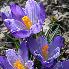 фото "First flowers"