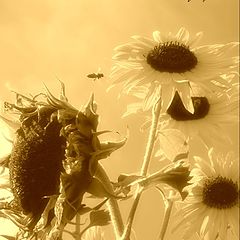photo "sunflowers"
