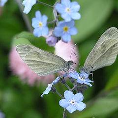 photo "Spring... Love..."