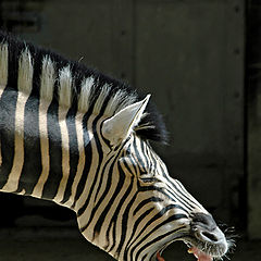 photo "Yaaaaawning Zebra"