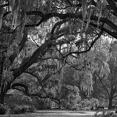 photo "Under the oaks"