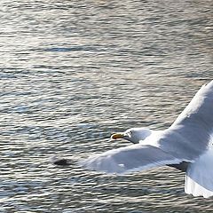 photo "Seagull"