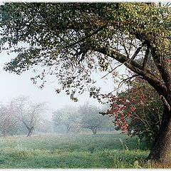 photo "Old garden"