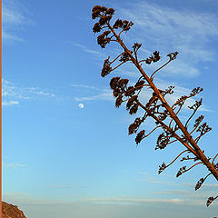 photo "Plantation in the desert 2"