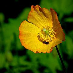 photo "yellow flower"