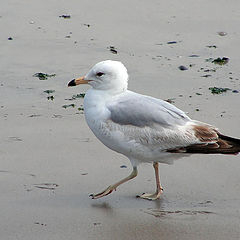 photo "Ring-billed gull"