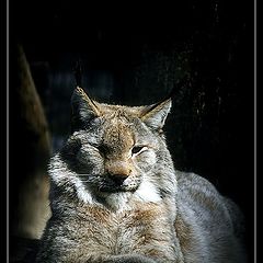 photo "lynx"