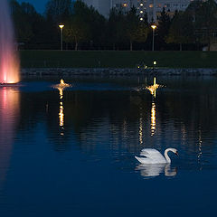 photo "Evening a swan"