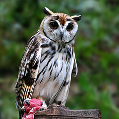 фото "Striped Owl"
