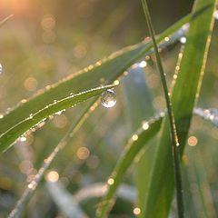 photo "Morning dew"