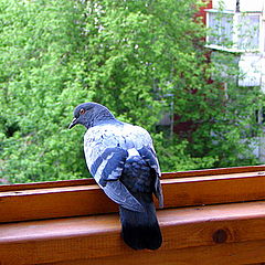 photo "I shall sit on a balcony, I shall have a rest a li"