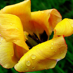 photo "Washed by dew."