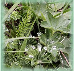 photo "Leaves of Grass"