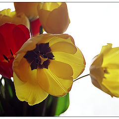 photo "Tulips"