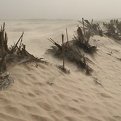 photo "Storm in the Desert"