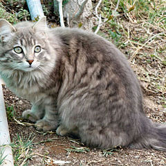 photo "cat"