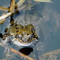 photo "frog"