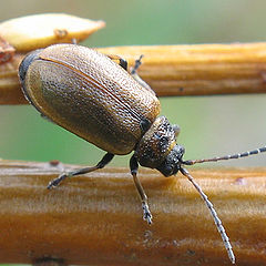 photo "~Beetle~"