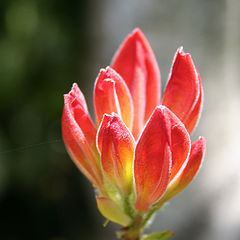 photo "Taking first rays of light"